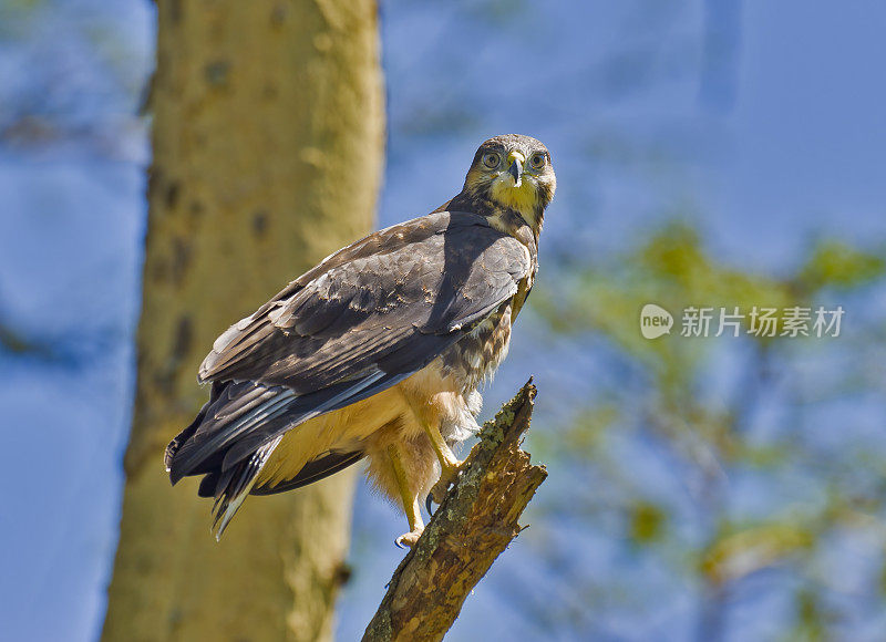 秃鹰(Buteo Augur)是一种非洲的猛禽。纳库鲁湖国家公园，肯尼亚